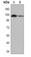 PERK Antibody