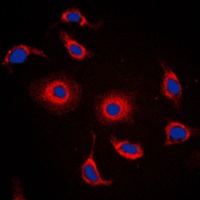 FXR2 antibody
