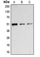 BAGE5 Antibody