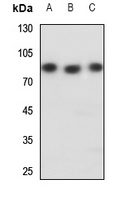 NFE2L3 Rabbit Polyclonal Antibody