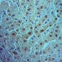 Anti-RIN1 Antibody