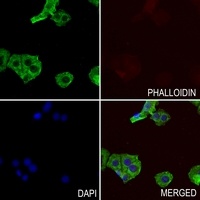 IQCB1 antibody