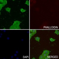 Anti-GPRIN2 Antibody