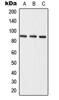 Semaphorin 3E Antibody