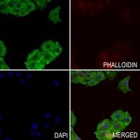 Semaphorin 3E Antibody