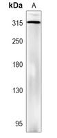 WBP7 Antibody