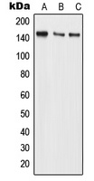 BMS1 Antibody