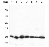 TOM20 Antibody