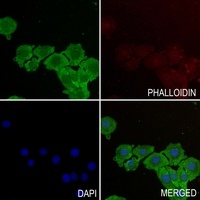 Anti-TOM20 Antibody