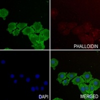 TOMM20 antibody