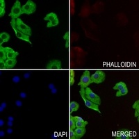 ELMO1 Antibody