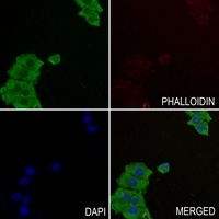 GAB2 antibody