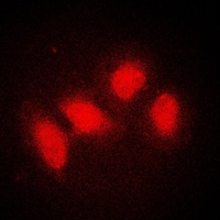 Anti-SMG7 Antibody