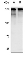 NICE4 Rabbit Polyclonal Antibody