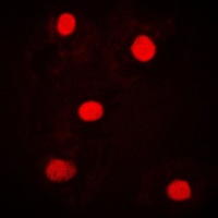 UBAP2L antibody