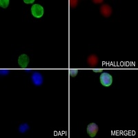 Anti-G3BP2 Antibody