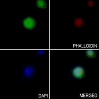 EXOG antibody