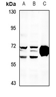 OXSR1 Antibody