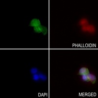 FGF19 antibody