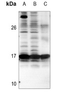 BIM Antibody