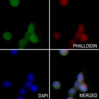 Anti-BIM Antibody
