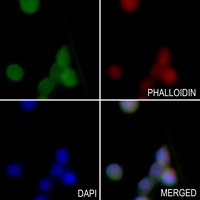 BCL2L11 antibody