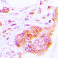 Anti-COX17 Antibody