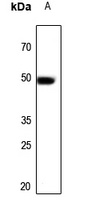 ARP3 Antibody