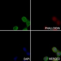 ACTR3 antibody