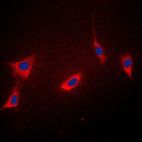 PPIF antibody