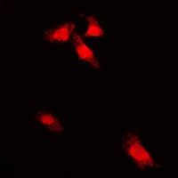 Anti-G3BP1 (Phospho-S232) Antibody