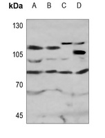 MPP10 Antibody