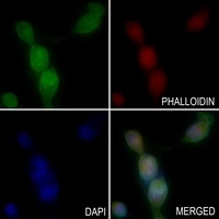 MPHOSPH10 antibody