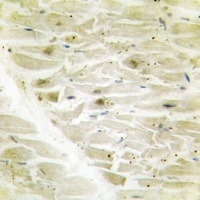 Anti-AKAP8 Antibody