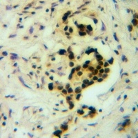 Anti-BCAS2 Antibody