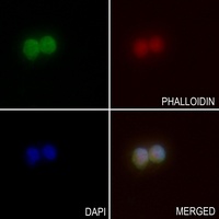 Anti-BCAS2 Antibody