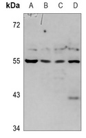 CD172b Rabbit Polyclonal Antibody