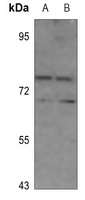 NDC80 Antibody