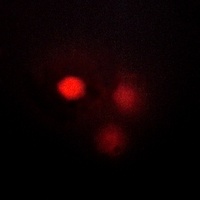NDC80 Antibody