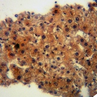 Anti-IFITM3 Antibody