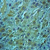 Anti-EPAC1 Antibody