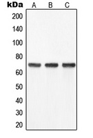 YAP1 Antibody