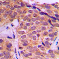 Anti-YAP1 Antibody