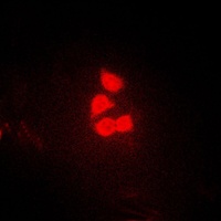 Anti-YAP1 Antibody