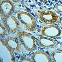 PGRMC2 antibody