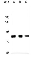 SLU7 Rabbit Polyclonal Antibody
