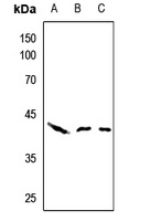 AHA1 Antibody