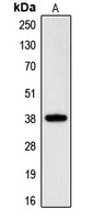 CGRRF1 Antibody