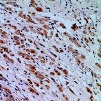 CGREF1 antibody