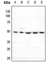 DNA Polymerase delta 3 Rabbit Polyclonal Antibody